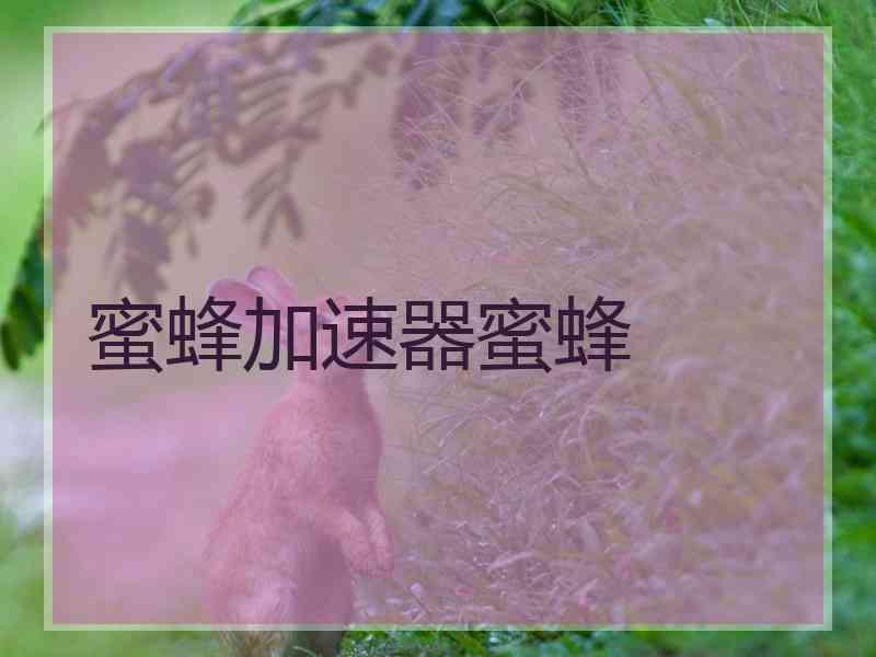蜜蜂加速器蜜蜂
