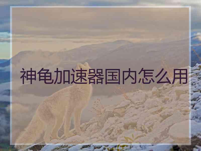 神龟加速器国内怎么用