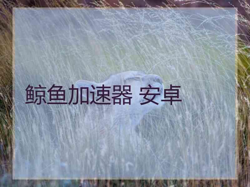 鲸鱼加速器 安卓