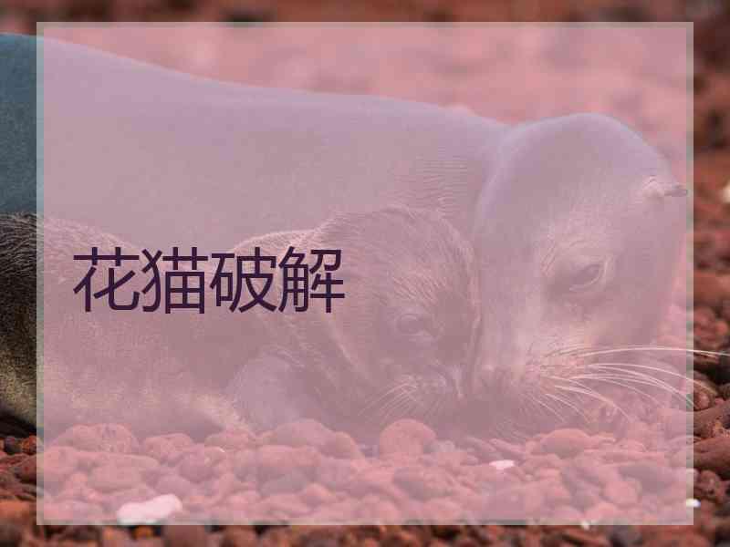 花猫破解