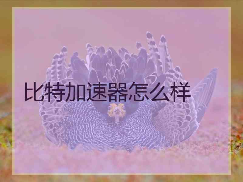 比特加速器怎么样