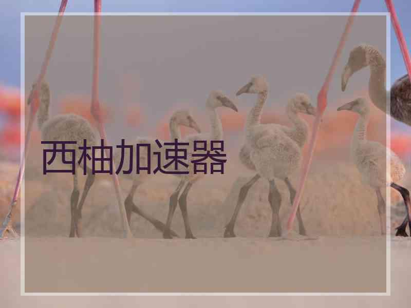 西柚加速器