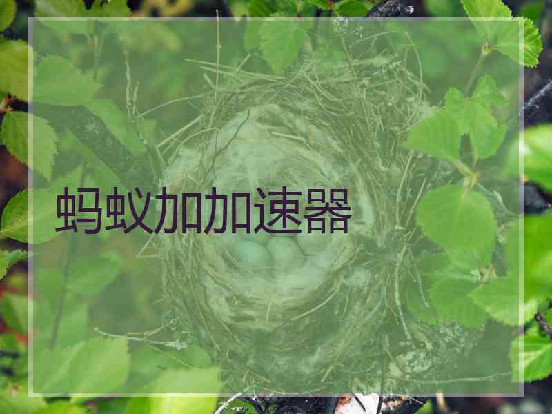 蚂蚁加加速器