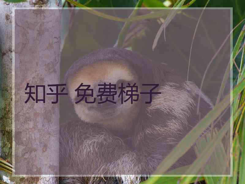 知乎 免费梯子