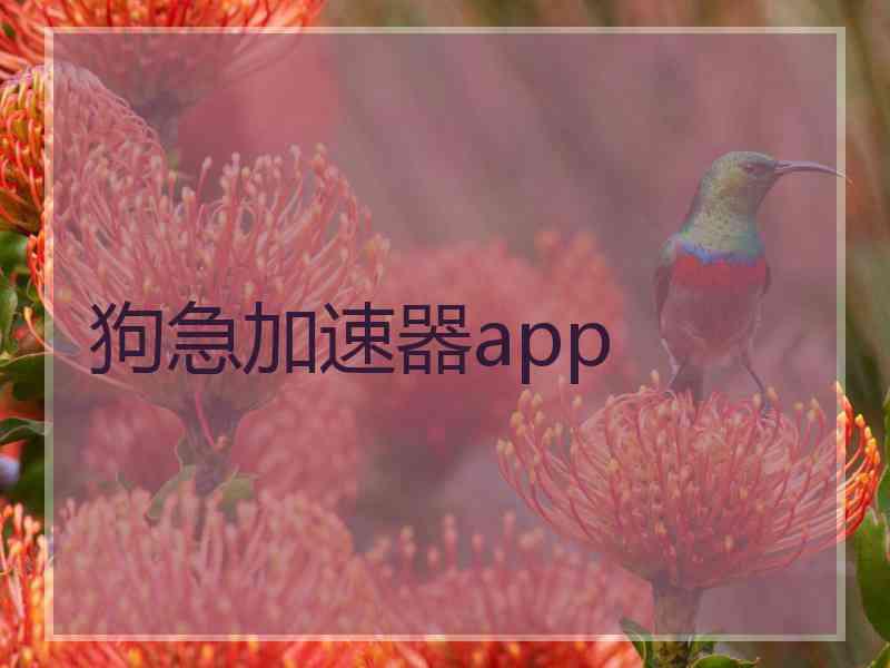 狗急加速器app