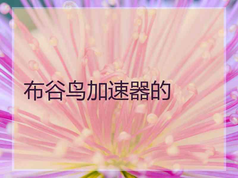 布谷鸟加速器的