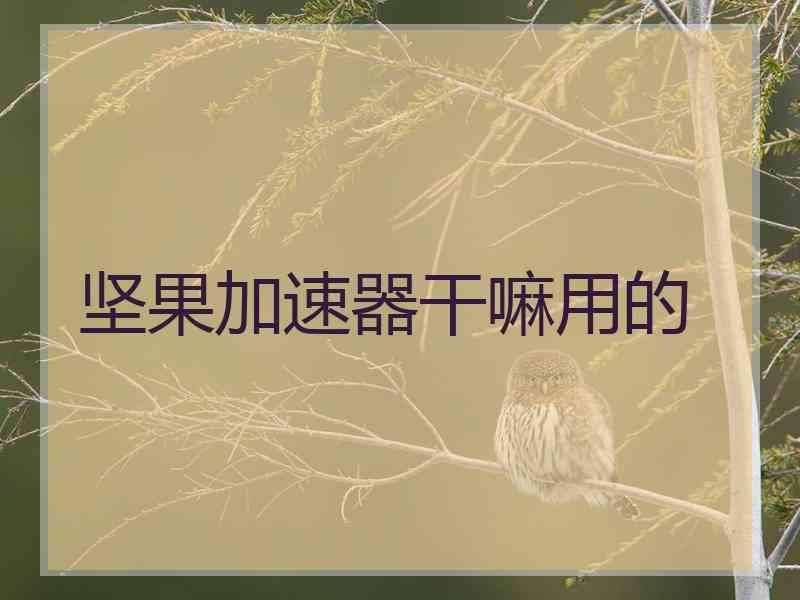 坚果加速器干嘛用的